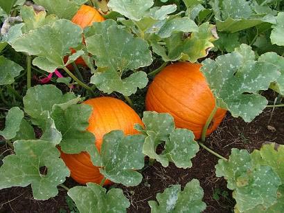 calabaza