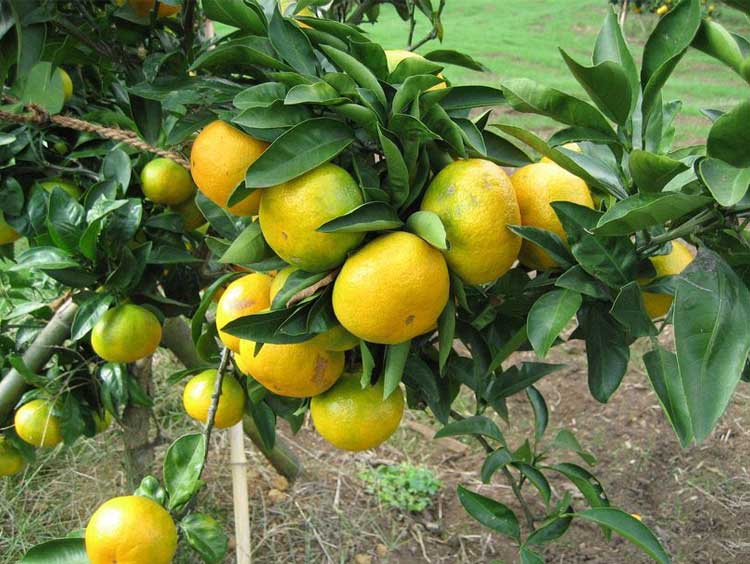 limon