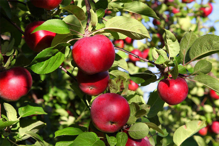 manzana