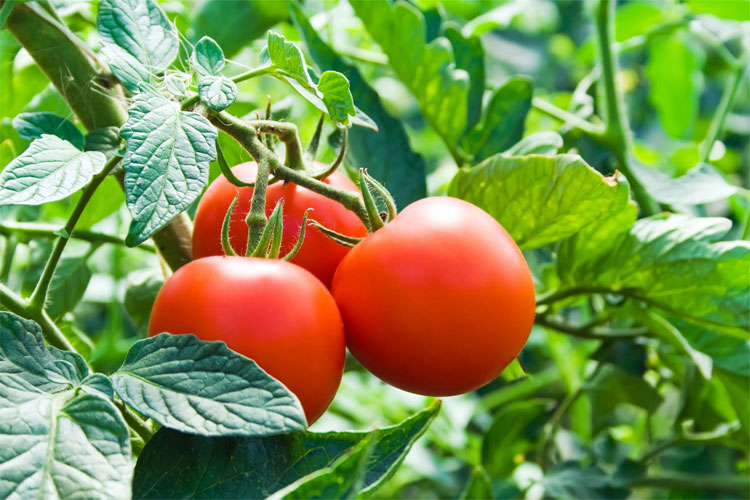 tomate