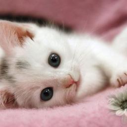  gato 1