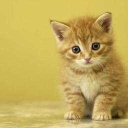  gato 2