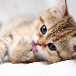  gato 3
