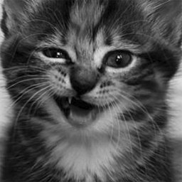  gato 4