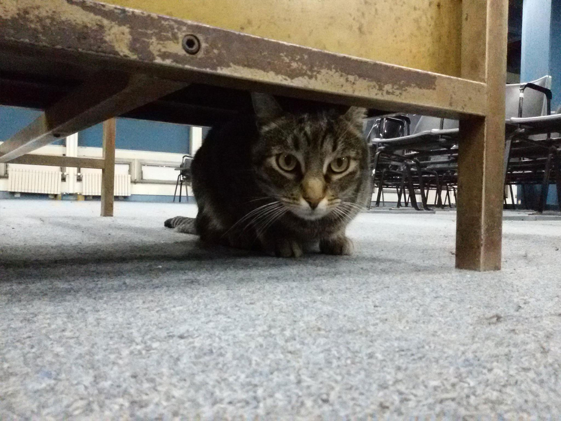 Gato de FADU 1
