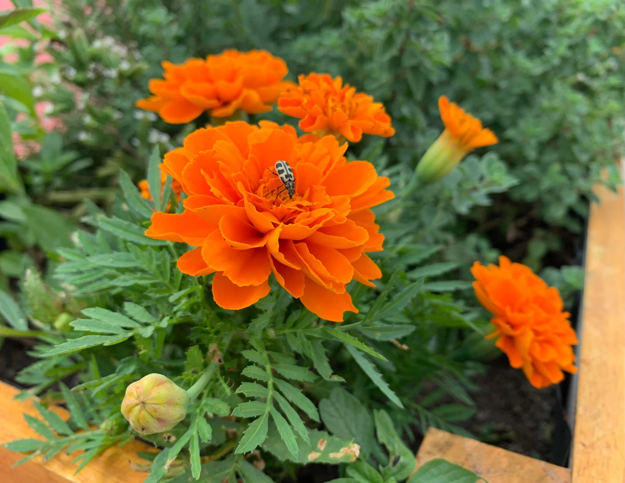 huerta3