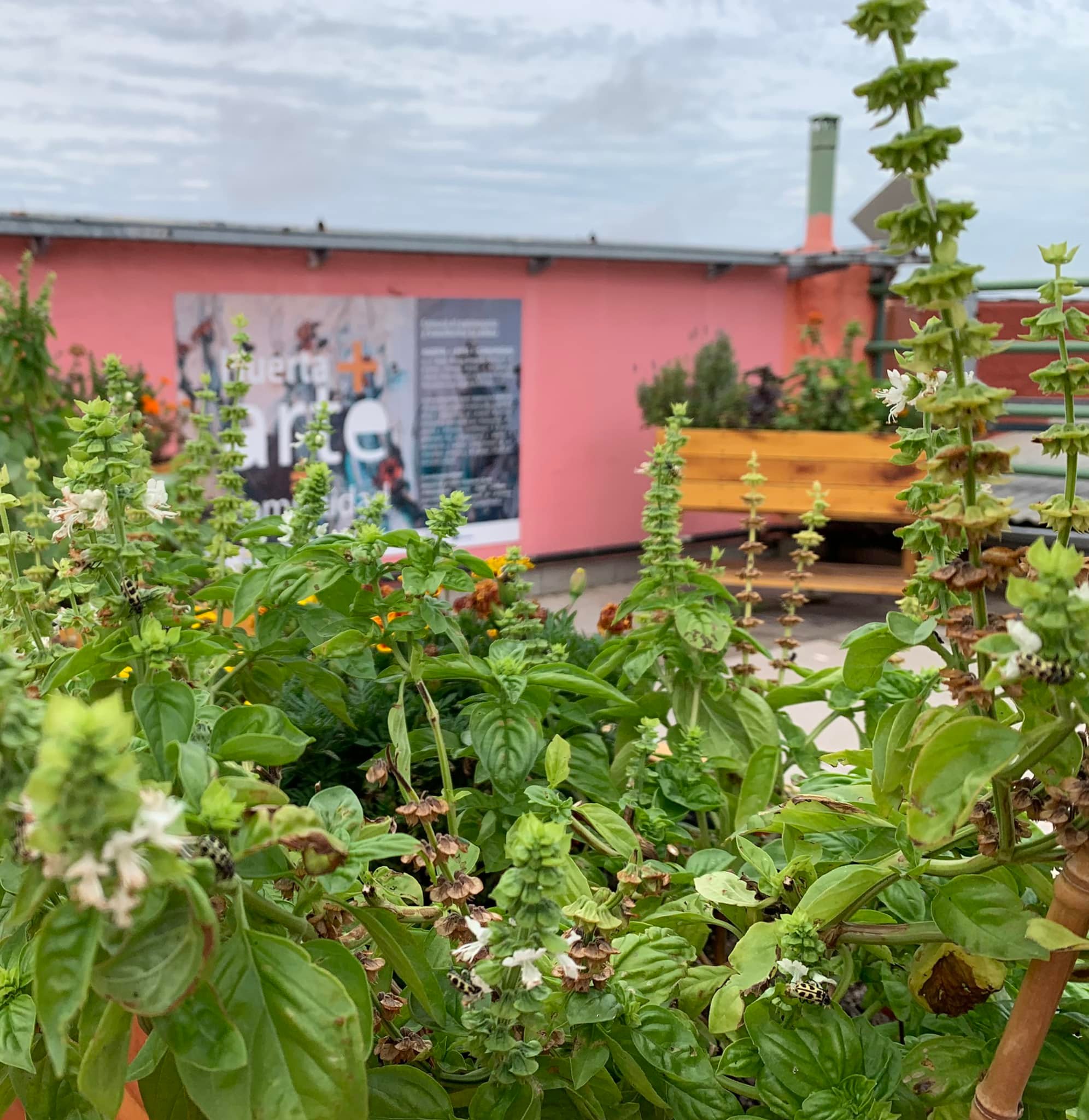 huerta4