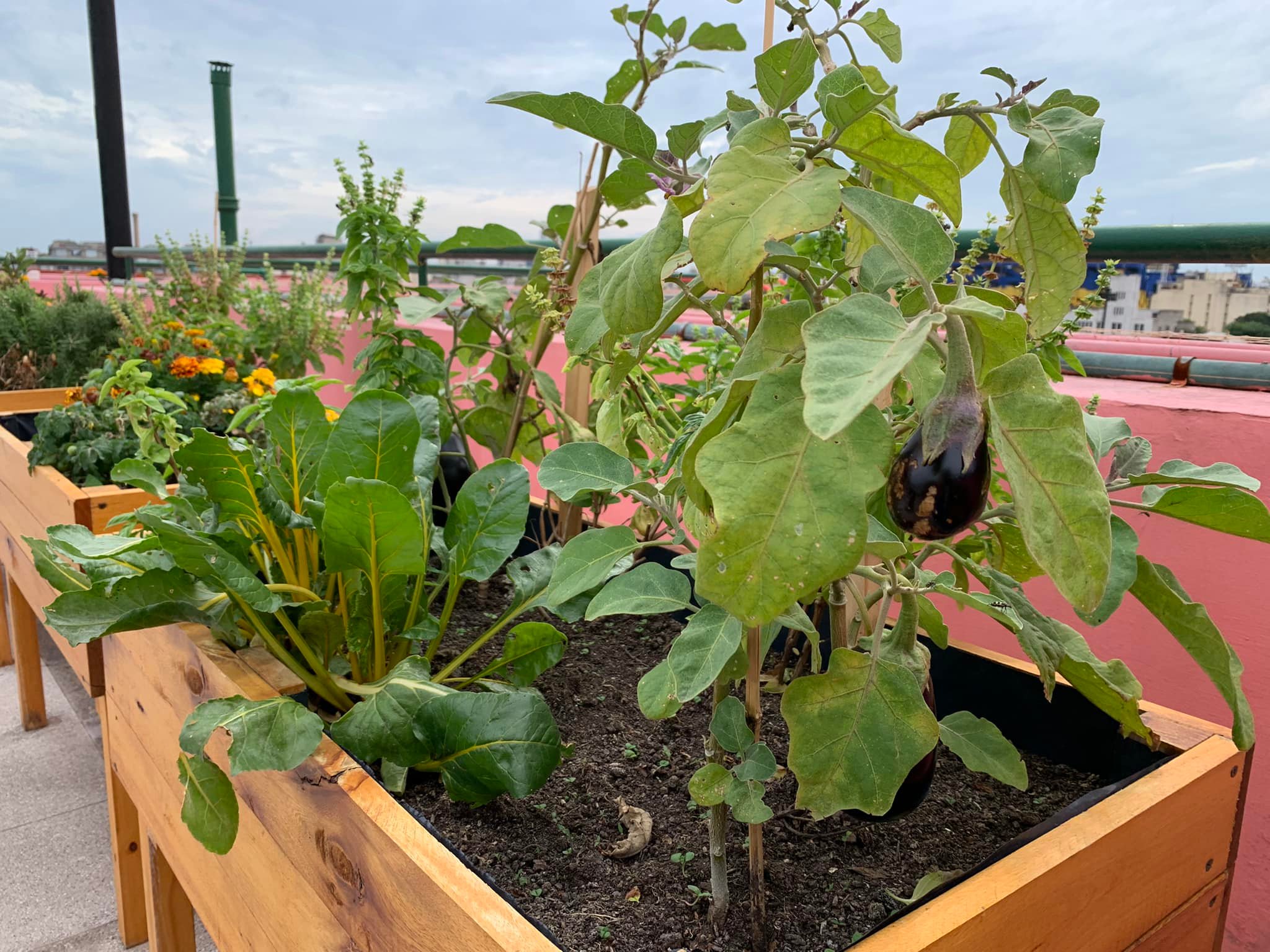 huerta5