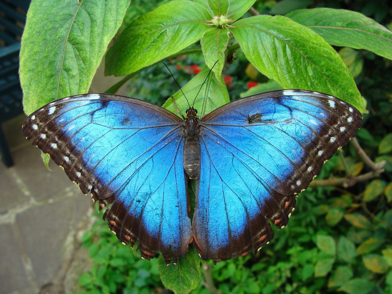 Fauna mariposa