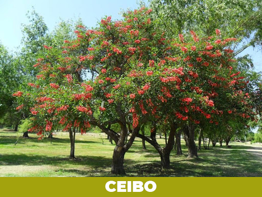 ceibo