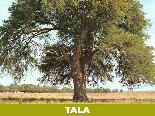 tala