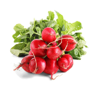 Rabanitos