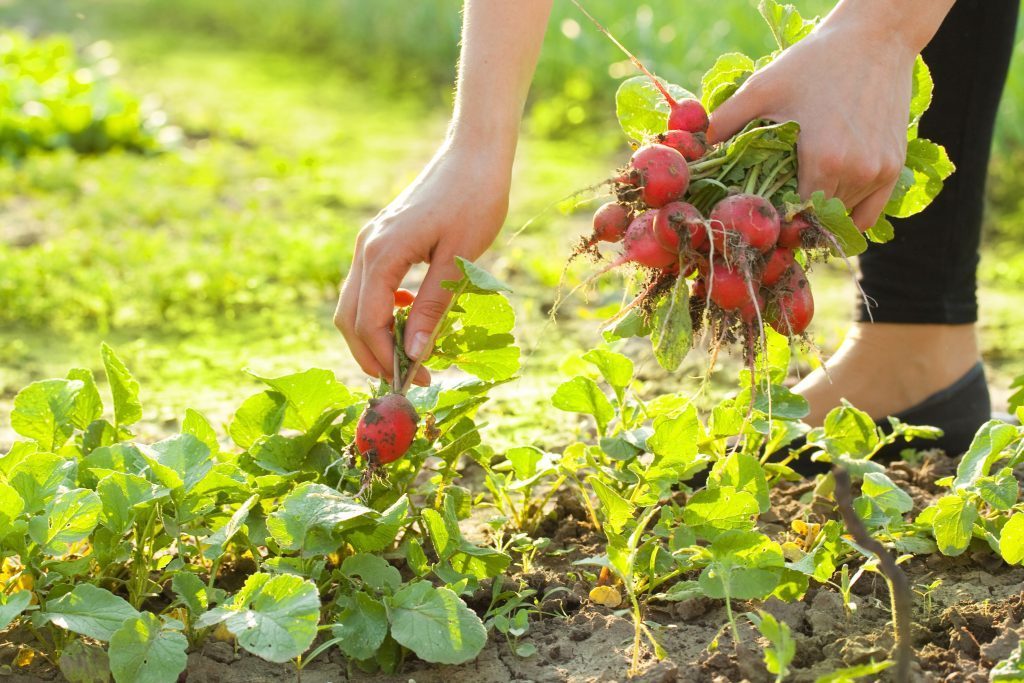 foto huerta