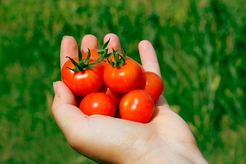 tomate cherry