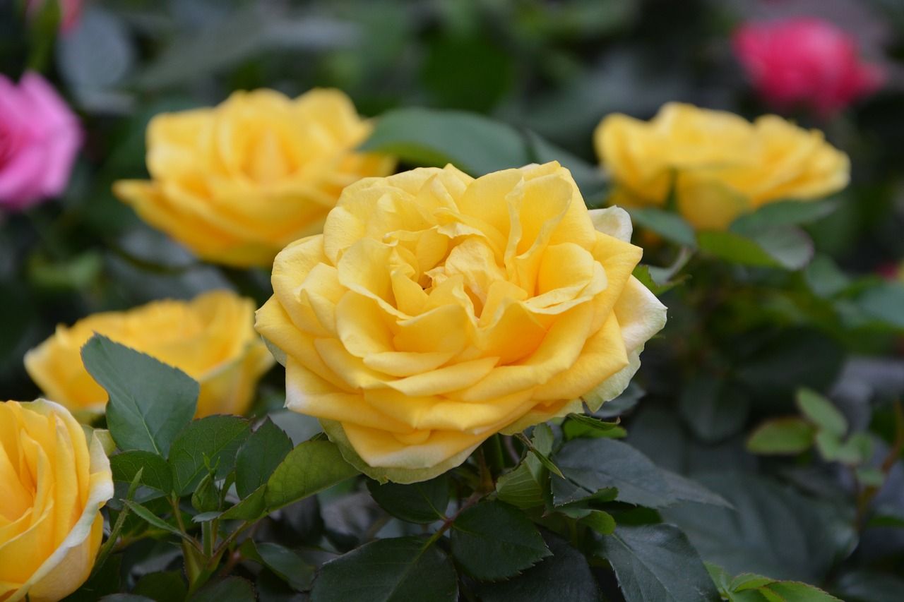cultivo de rosas