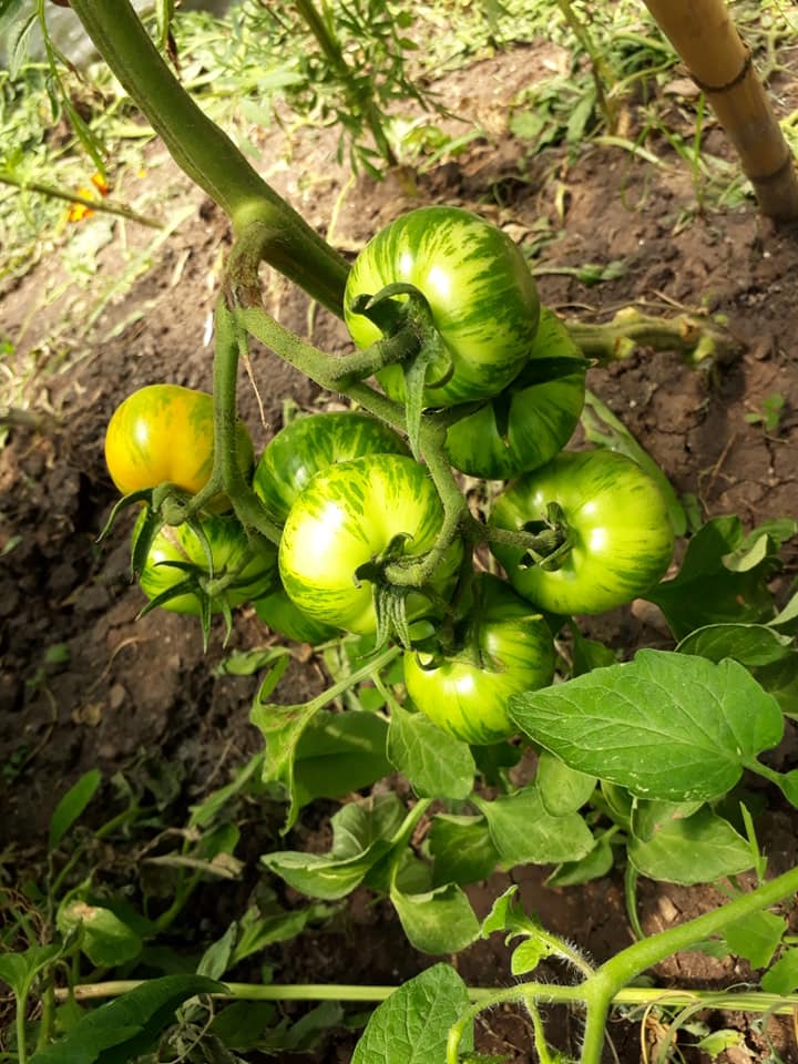 Tomates