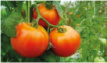 Tomate