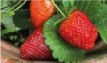 Frutillas