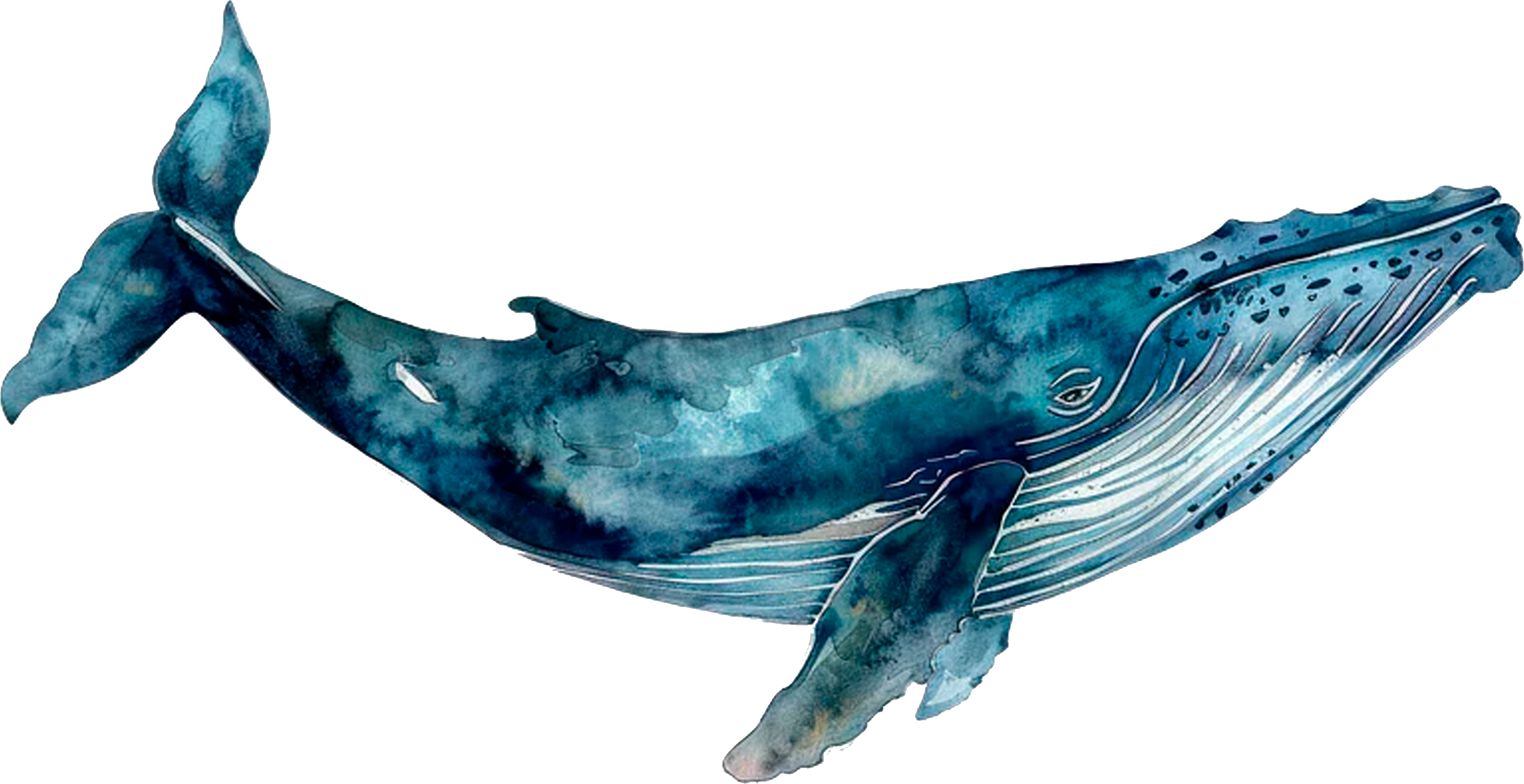 Ballena Decorativa