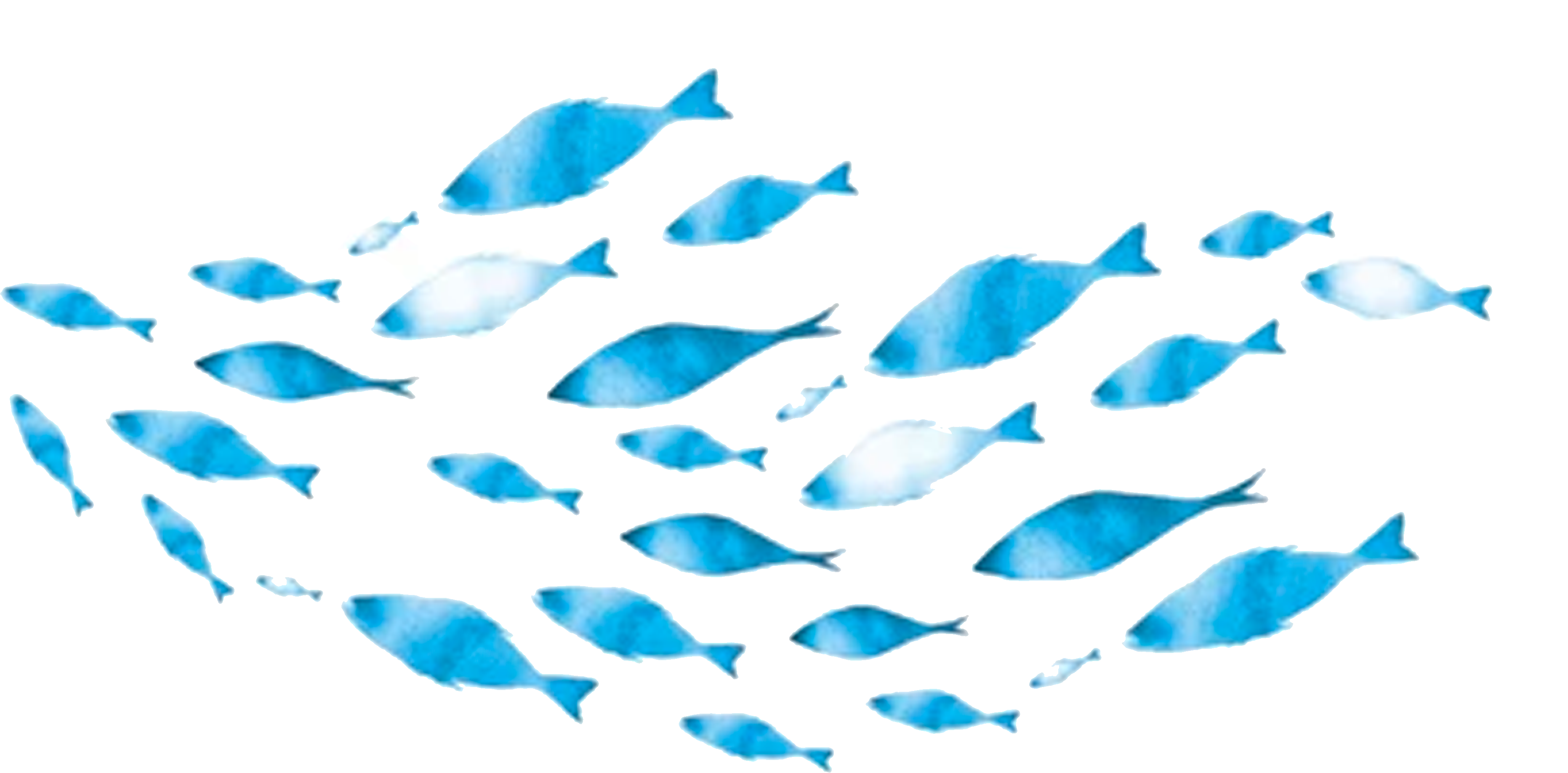 Peces Decorativos