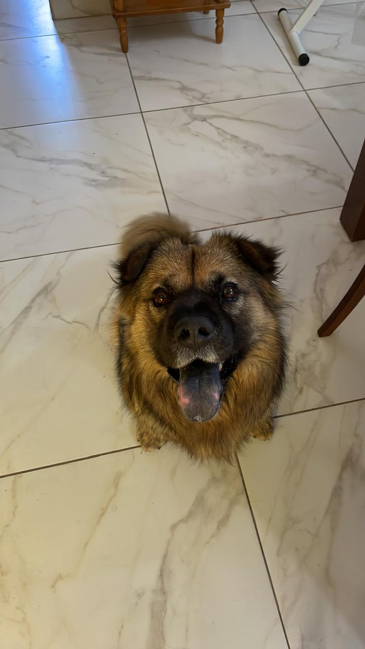 Mi perro Zuka
