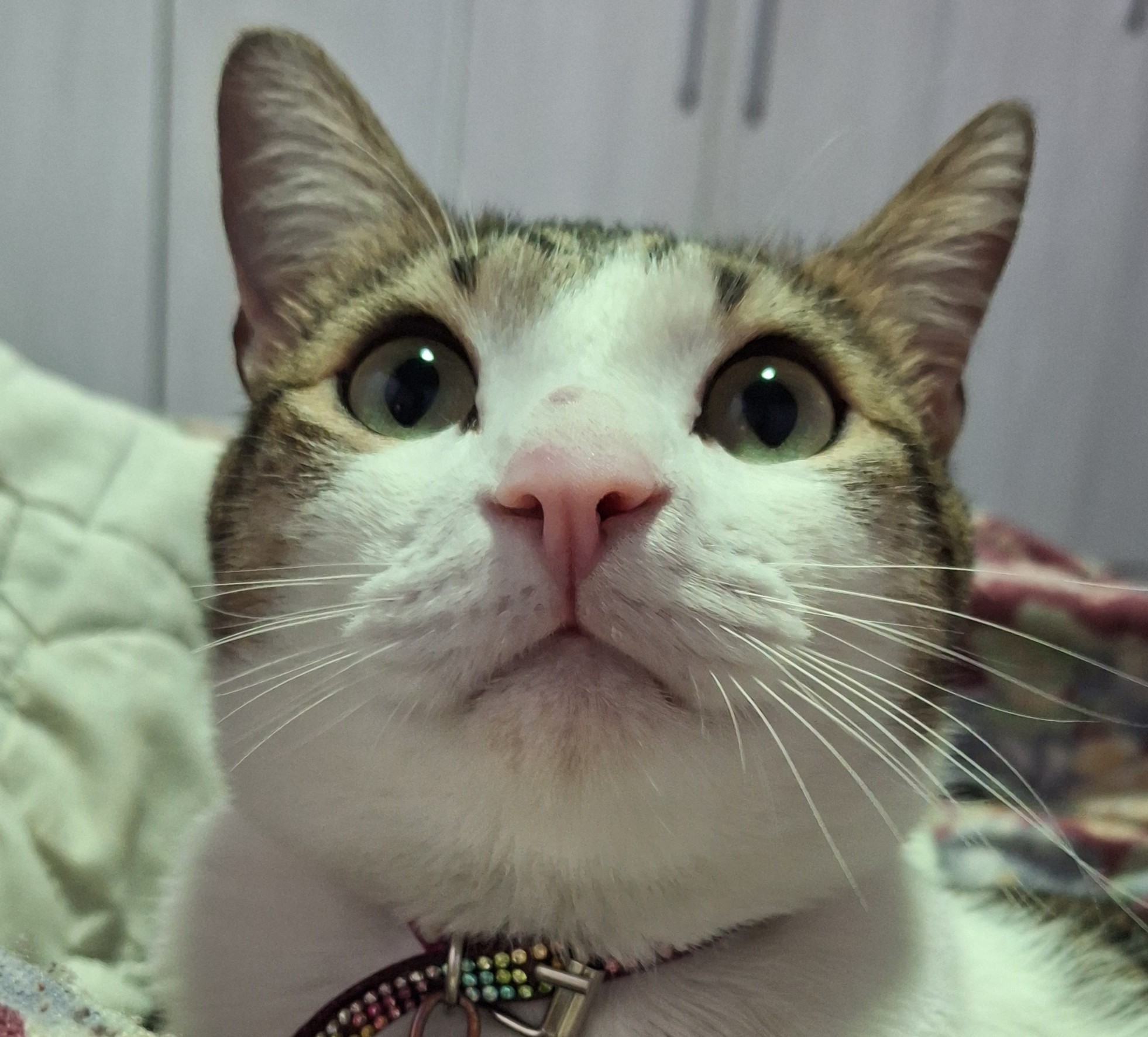 bonnie