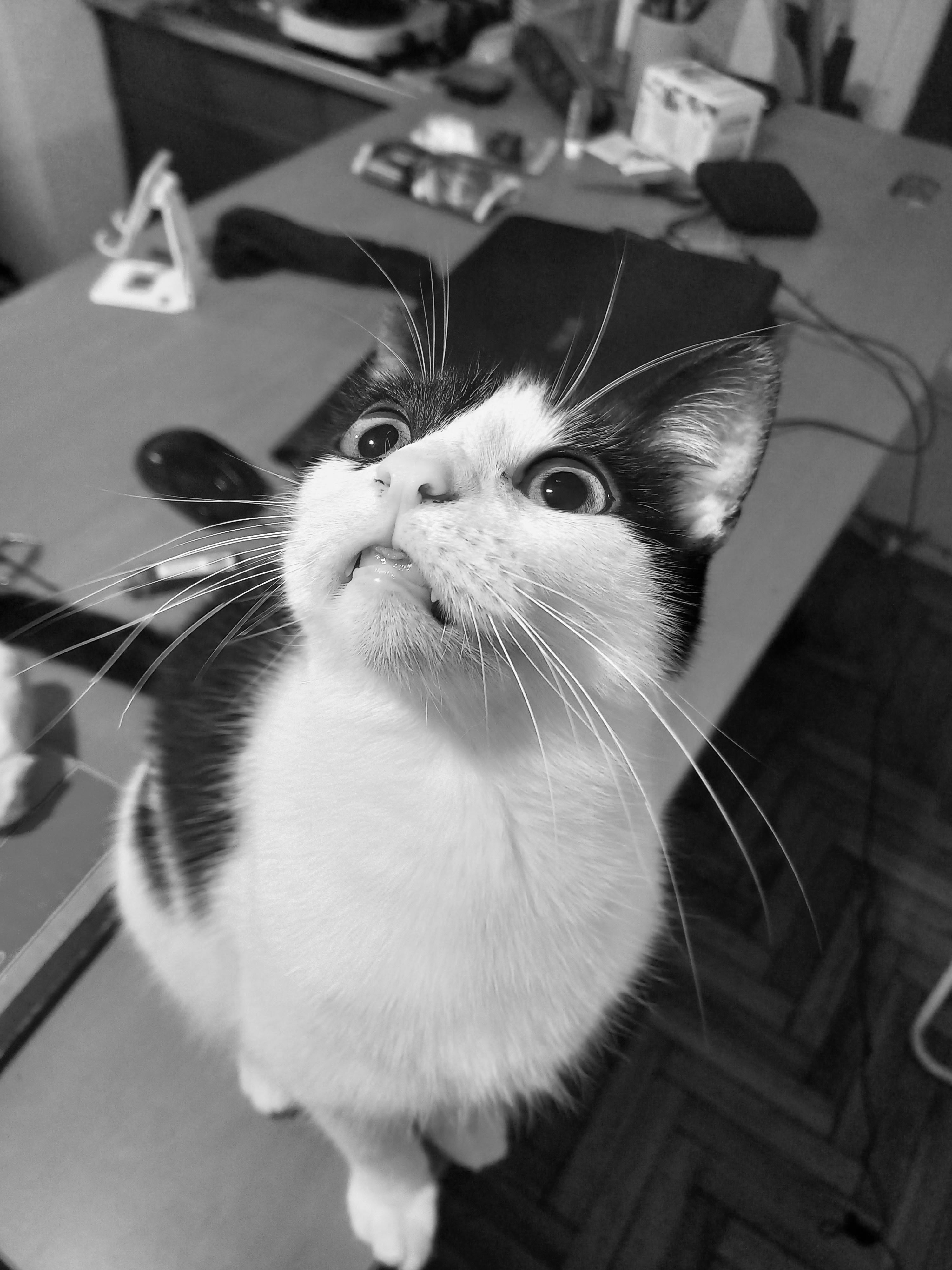 La gatita Misu