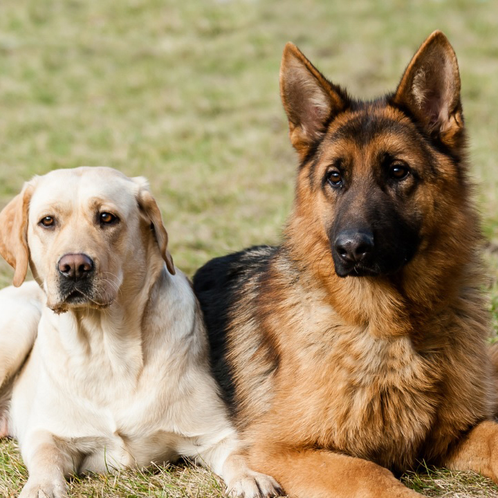 imagenperros