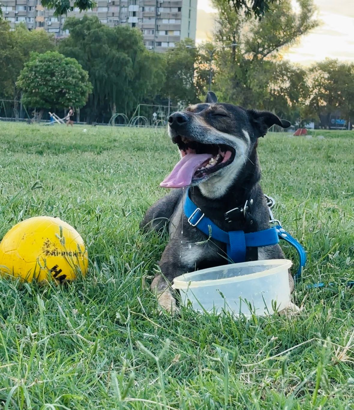perro de ivana